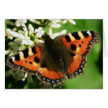 Butterfly card
