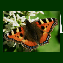 Butterfly card