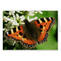 Butterfly card