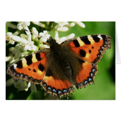 Butterfly card by mmersdesign