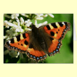 Butterfly card