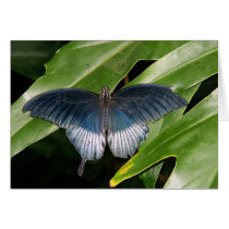 Butterfly cards