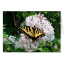 Butterfly cards by campbellart Butterfly cards