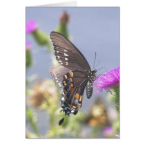 Butterfly cards