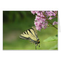 butterfly cards