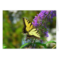 Butterfly cards