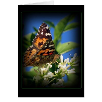 Butterfly card by mmersdesign