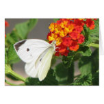 Butterfly Greeting Card