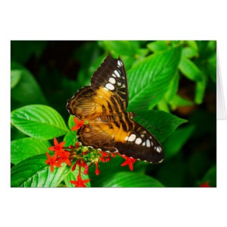 Butterfly-Card card