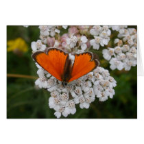 Butterfly cards