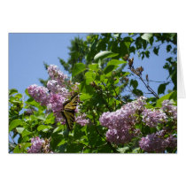 Butterfly cards