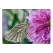 Butterfly Card