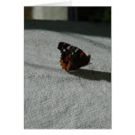 Butterfly Card