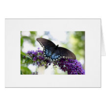 Butterfly Card