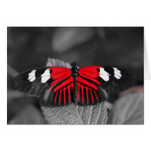 Butterfly Card