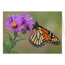 Butterfly Card cards