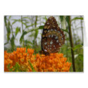 Butterfly Card (Blank on Inside)