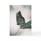  - Add custom text for your special occasion or leave plain and order in bulk for everyday notecards.  Photography by Patrice Vandehey: Sizes 
