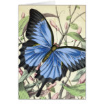 Butterfly Cards