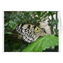 Butterfly cards