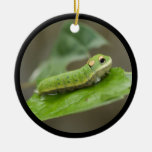 Butterfly Caterpillar Larva Ornament