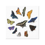 Butterfly Circle Stretched Canvas Prints