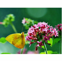 Butterfly Cloudless Sulphur Photo Cutout
