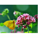 Butterfly Cloudless Sulphur Photo Cutout