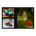 butterfly collage posters
