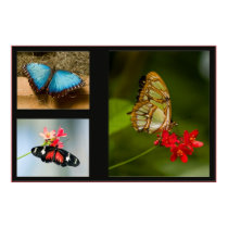 butterfly collage posters
