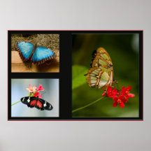 butterfly collage poster