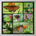 Butterfly Collage posters