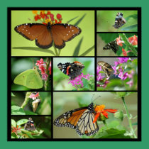 Butterfly Collage posters