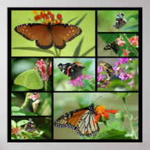 Butterfly Collage Print