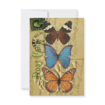 Butterfly collection