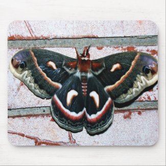 Butterfly Collection mousepad