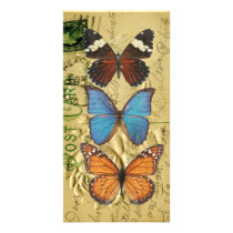 Butterfly collection