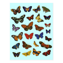 Butterfly Collection Postcards