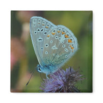 Butterfly Common Blue on thistle magnet