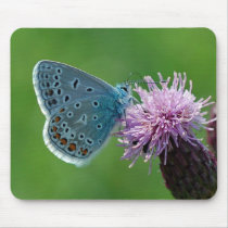 Butterfly Common Blue on thistle mousepad
