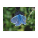 Butterfly Common Blue on thistle postcard by Thorninger Butterfly Common Blue on thistle postcard