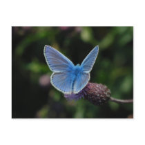 Butterfly Common Blue on thistle postcard