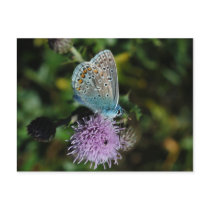 Butterfly Common Blue on thistle postcard