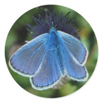 Butterfly Common Blue on thistle stickers