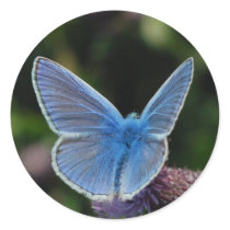 Butterfly Common Blue on thistle stickers