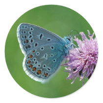 Butterfly Common Blue on thistle stickers