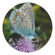 Butterfly Common Blue on thistle stickers