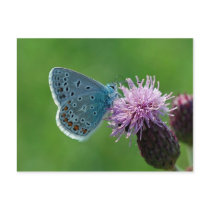 Butterfly Common Blue postcard