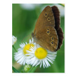 butterfly&daisies postal
