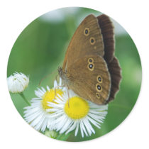 butterfly&daisies stickers